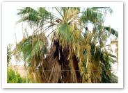(3/20): ogromna, rosochata palma, trochę jak... nasza wierzba