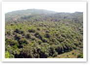 (8/20): obronite drzewami i krzewami zway lawy. Czy ten sup na horyzoncie to Montagna Grande? Tego nie wiem, ale jest tam gdzie...