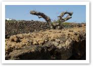 (23/24): nisko przycinane drzewo otoczone kamiennym murem - to jest wanie jardina