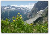(24/24): panorama Alp widziana przez kwiatki...